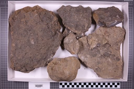 mixed taxa, stratigraphic collection