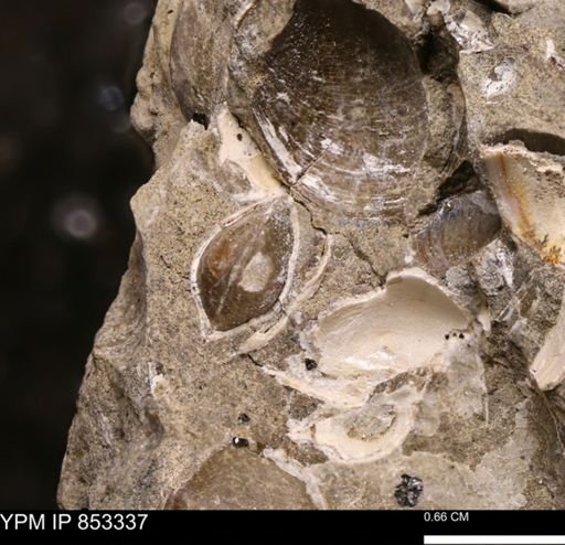 Protocardia sp.