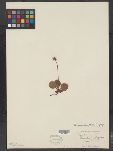 Moneses uniflora