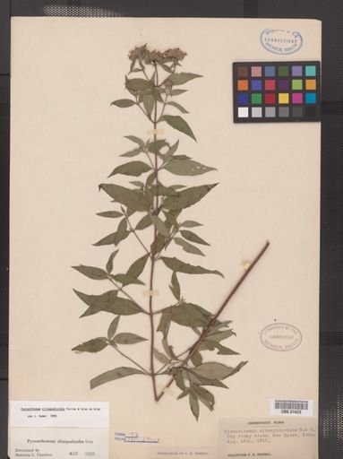 Pycnanthemum clinopodioides