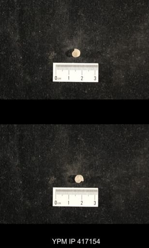 Euphemites carbonarius