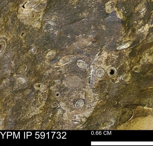 Serpulidae