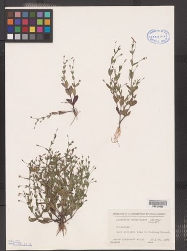 Lindernia anagallidea