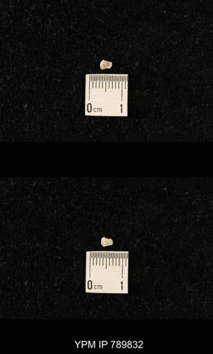 undet. Brachiopoda