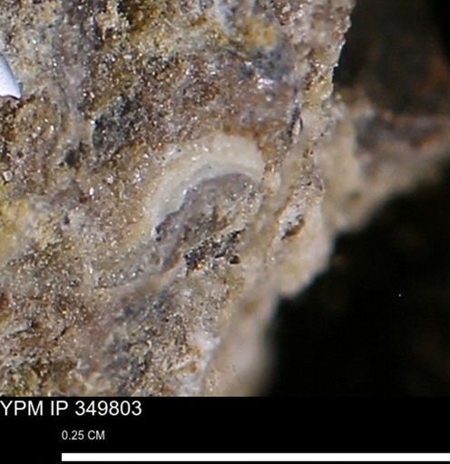 undet. Mollusca