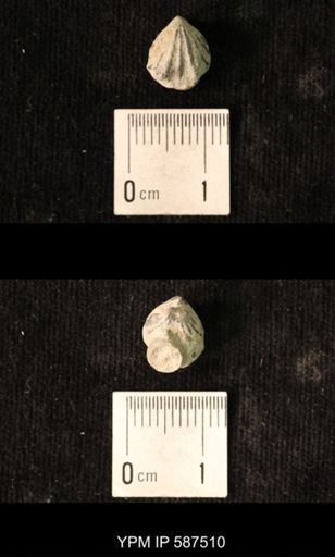 Camarotoechia whitei