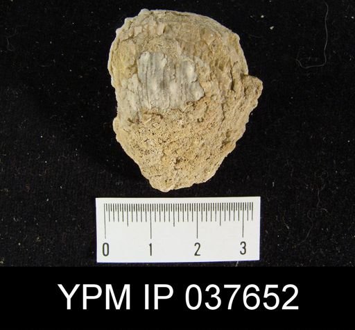 Avonia signata