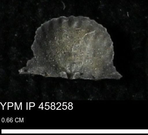 Chonetes mucronatus