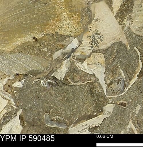 undet. Mollusca