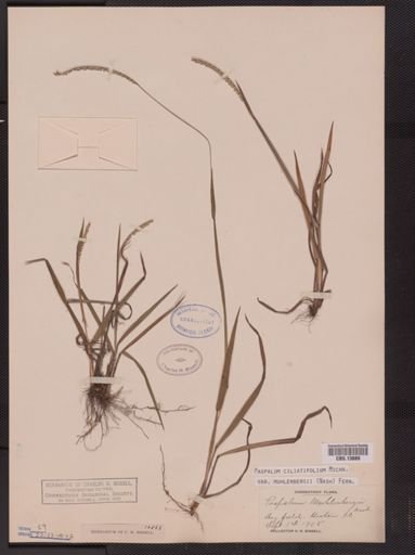 Paspalum ciliatifolium