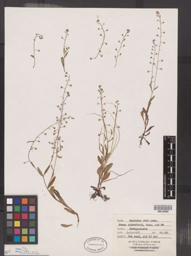 Myosotis laxa
