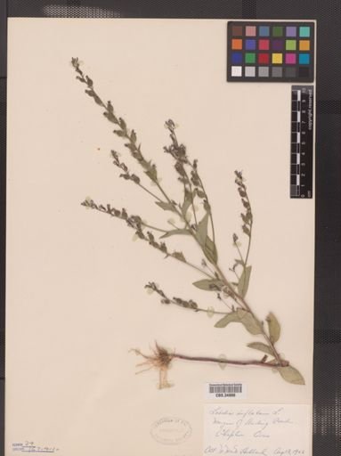 Lobelia inflata