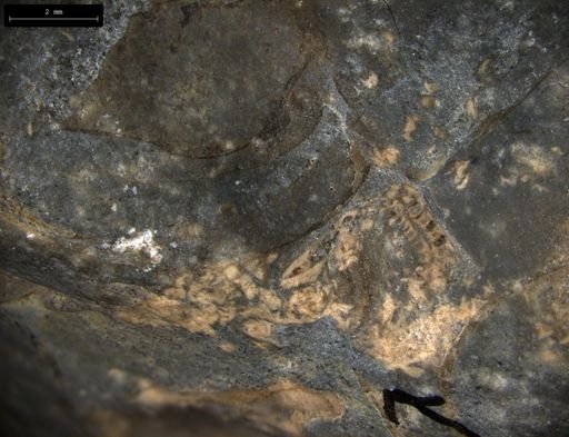 Aplocoma damesii
