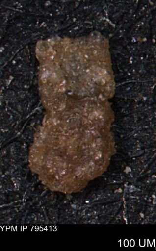 Ammobaculites euides