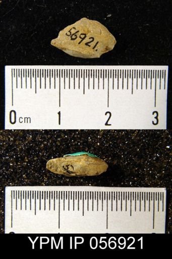 Nucleospira ventricosa