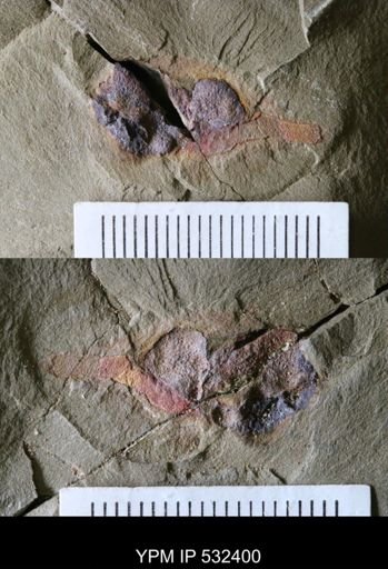 undet. Porifera