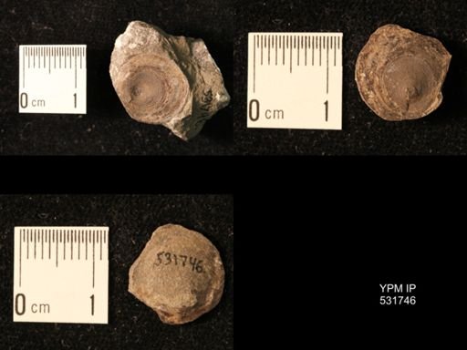 Orbiculoidea lamellosa