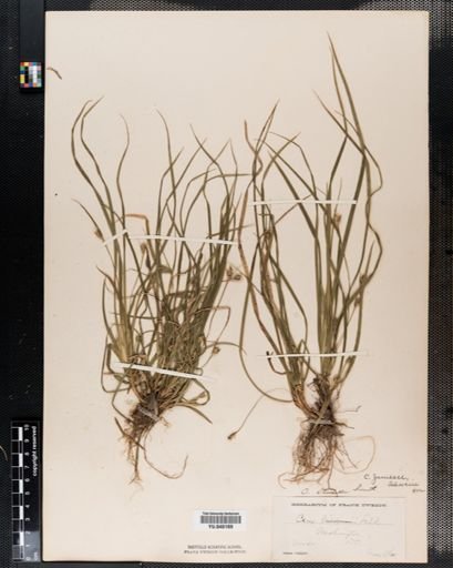 Carex jamesii
