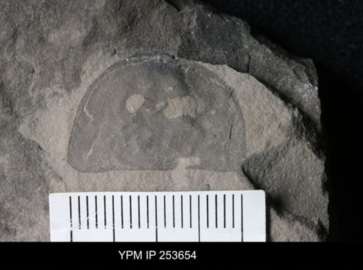 Erieopterus
