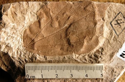 Alangium aequalifolium
