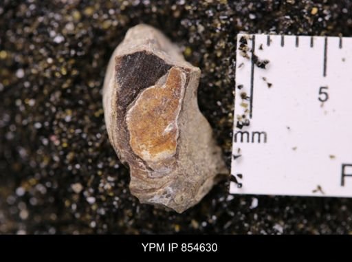 Limopsis striatopunctatus