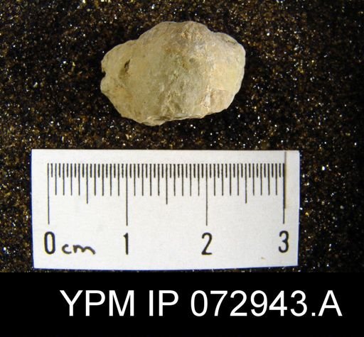 Atrypa tennesseensis