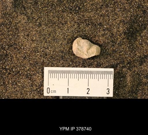 Marginifera wabashensis