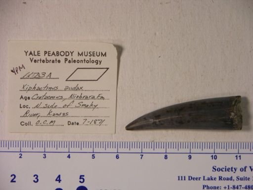 Xiphactinus audax