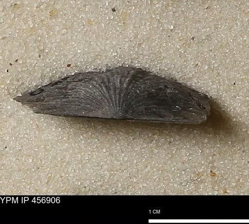 Stropheodonta sp.
