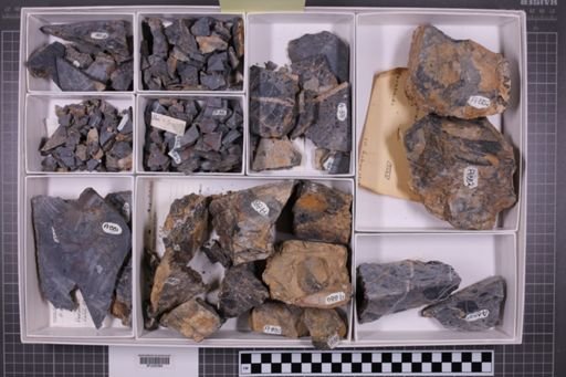 mixed taxa, stratigraphic collection