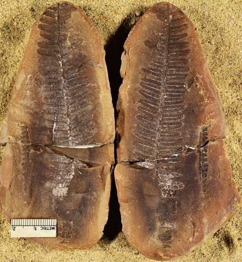 Pecopteris
