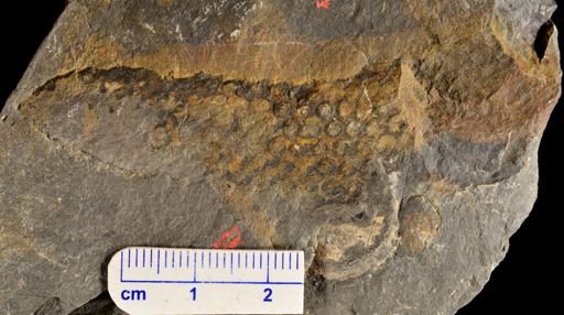 Archaeosigillaria sp.