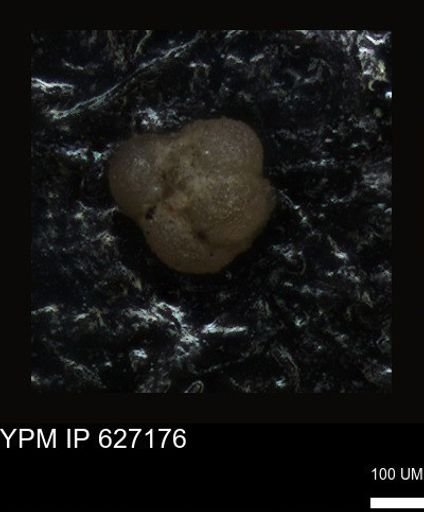 undet. Foraminiferida