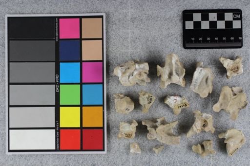 Mesohippus bairdi