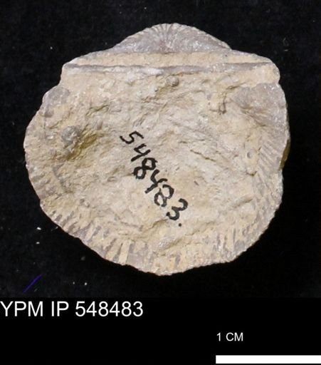 Stropheodonta subcymbiformis