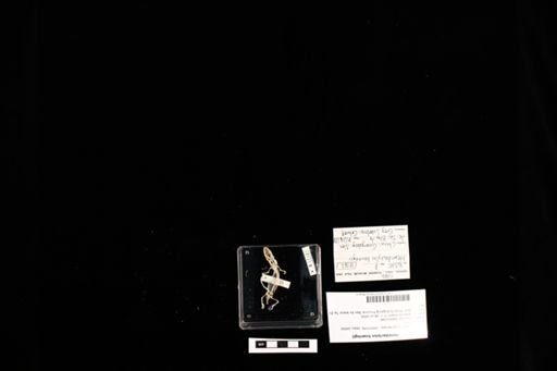 Hemidactylus bowringii