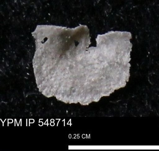 Stropheodonta perplana
