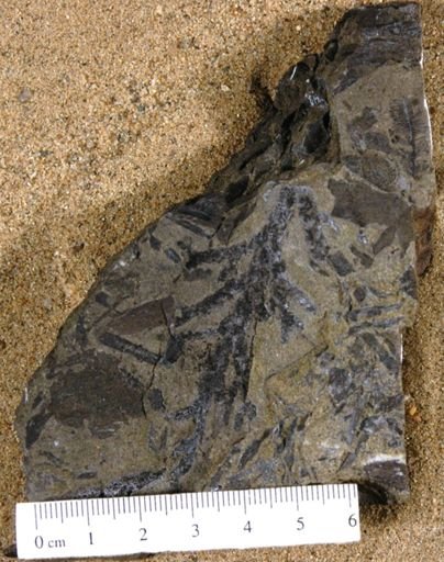 Brachyphyllum cracenente