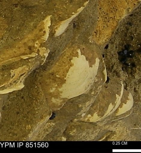 Limopsis striatopunctatus