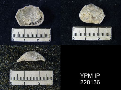 Dictyoclostus portlockianus var. crassicostatus