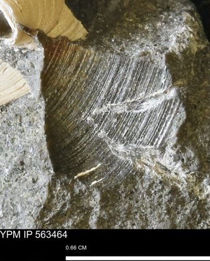 Limopsis striatopunctatus