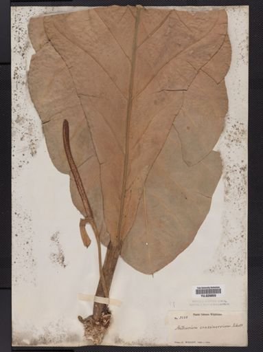 Anthurium