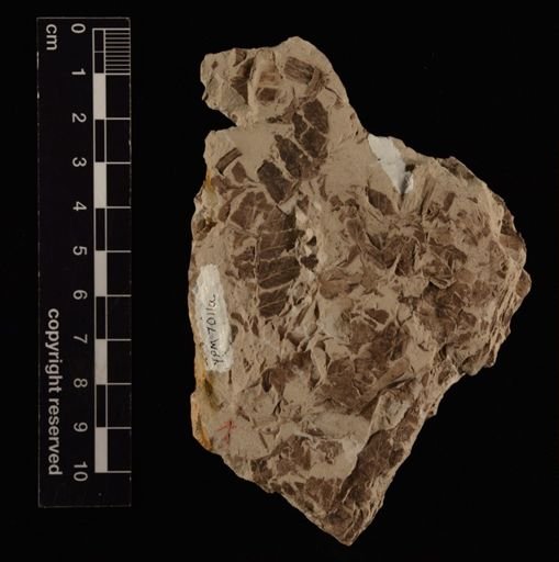Cladophlebis sp.