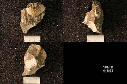 Hoploscaphites nicolletii
