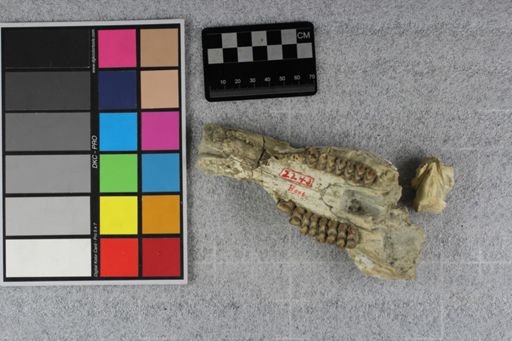Protoceras celer