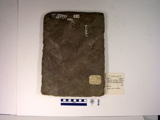 Eubrontes tuberatus