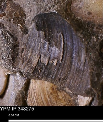 Limopsis striatopunctatus