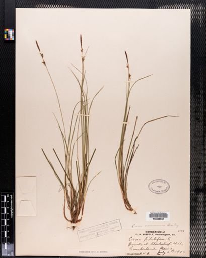 Carex communis