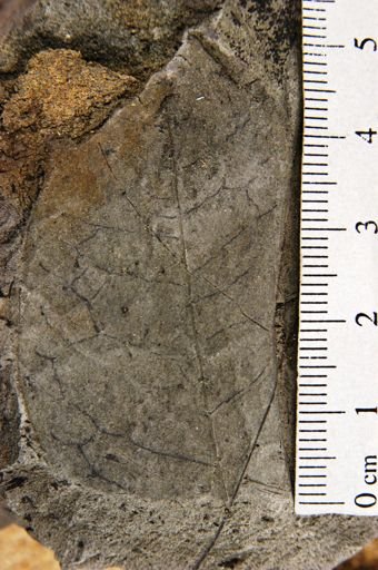 Sapindus brittonii
