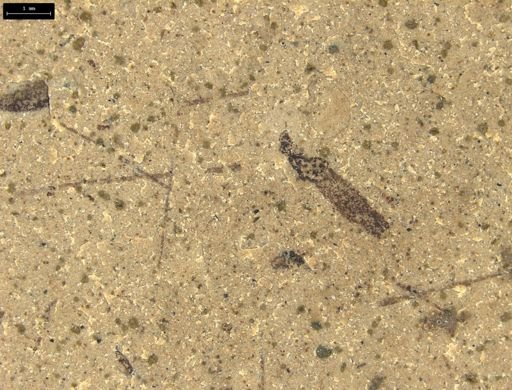 Tipulidae?